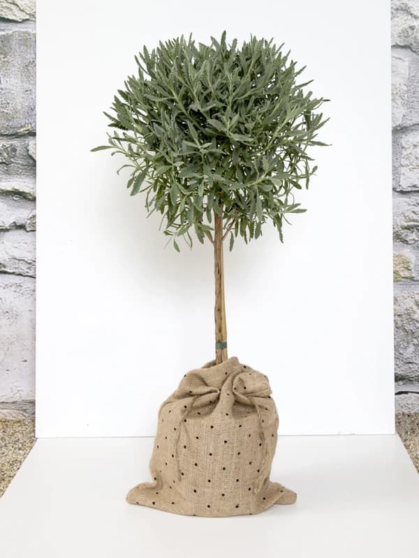 clipping path sample, before editing